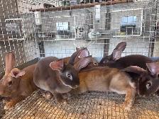 rabbits for sale - Photo 3