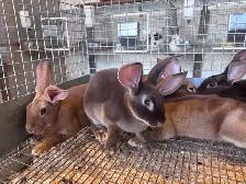 rabbits for sale - Photo 4