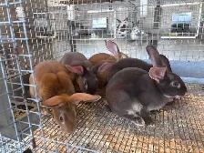 rabbits for sale - Photo 5