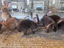 rabbits for sale - Photo 6