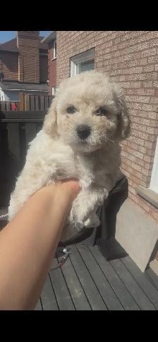 Bichon puppy - Photo 2