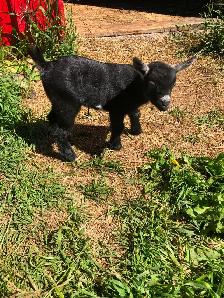 Male Nigerian Dwarf Goats (Bucks)