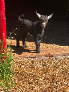 Male Nigerian Dwarf Goats (Bucks) - Photo 2