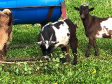 Male Nigerian Dwarf Goats (Bucks) - Photo 3
