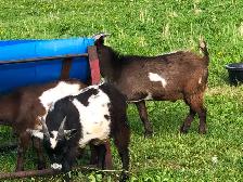 Male Nigerian Dwarf Goats (Bucks) - Photo 4