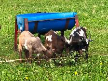 Male Nigerian Dwarf Goats (Bucks) - Photo 5