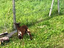 Male Nigerian Dwarf Goats (Bucks) - Photo 6