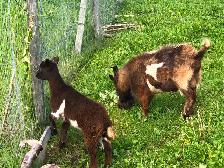 Male Nigerian Dwarf Goats (Bucks) - Photo 7