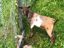 Male Nigerian Dwarf Goats (Bucks) - Photo 8