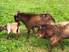 Male Nigerian Dwarf Goats (Bucks) - Photo 9