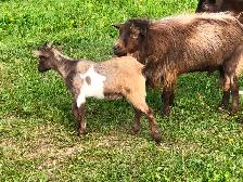 Male Nigerian Dwarf Goats (Bucks) - Photo 10
