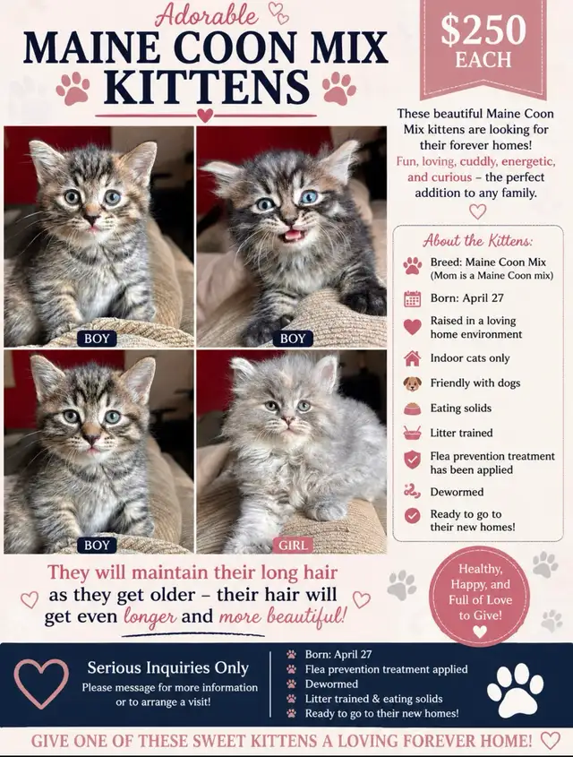 Maine Coon Mix Kittens