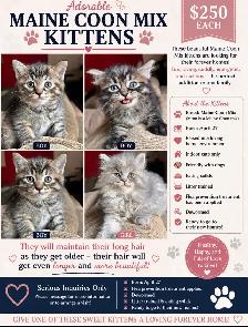 Maine Coon Mix Kittens