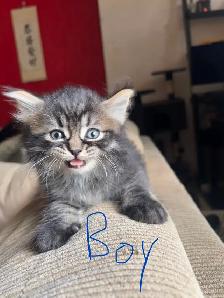 Maine Coon Mix Kittens - Photo 4