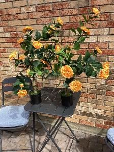 Outdoor artificial plants $20 each - Photo 2