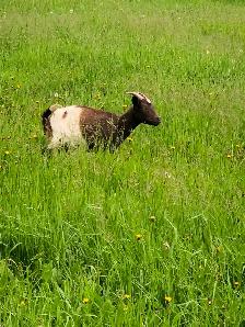 Seven Nigerian Dwarf female goats (does)