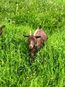 Seven Nigerian Dwarf female goats (does) - Photo 2