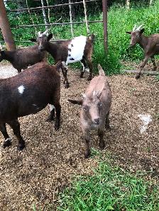 Seven Nigerian Dwarf female goats (does) - Photo 3