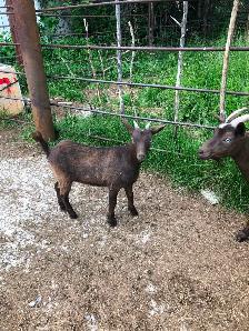 Seven Nigerian Dwarf female goats (does) - Photo 4