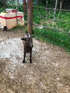 Seven Nigerian Dwarf female goats (does) - Photo 5