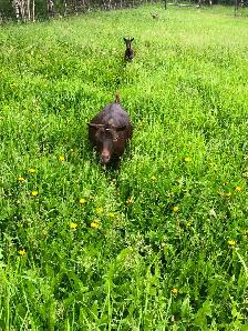 Seven Nigerian Dwarf female goats (does) - Photo 6
