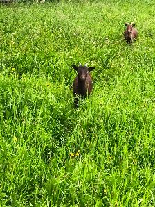 Seven Nigerian Dwarf female goats (does) - Photo 7