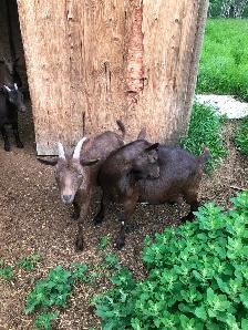 Seven Nigerian Dwarf female goats (does) - Photo 8