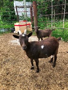 Seven Nigerian Dwarf female goats (does) - Photo 9