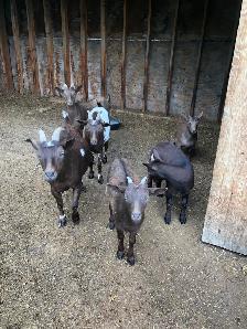 Seven Nigerian Dwarf female goats (does) - Photo 10