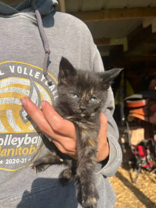 Free Kittens