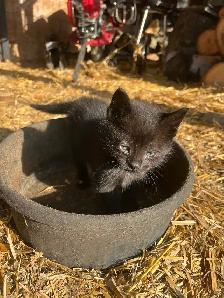 Free Kittens - Photo 3