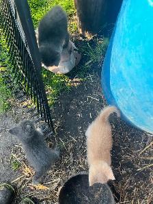 Free Kittens - Photo 5