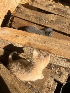 Free Kittens - Photo 6