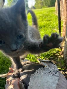 Free Kittens - Photo 7