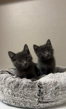 Russian blue kitten - Photo 2