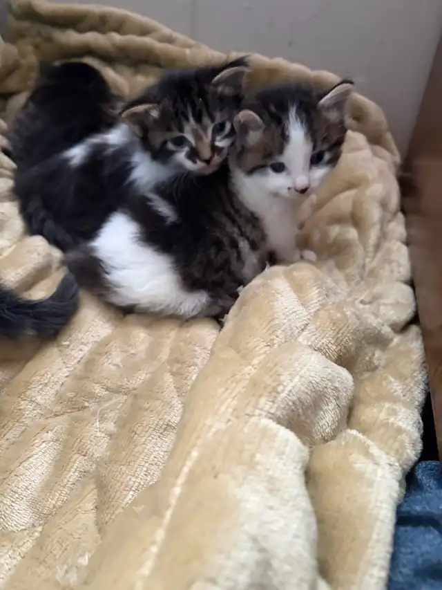 free kittens