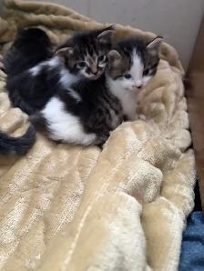 free kittens