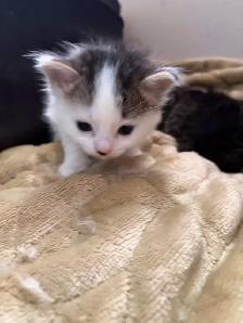 free kittens - Photo 2