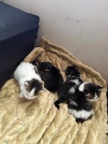 free kittens - Photo 3