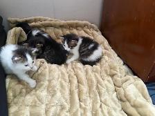 free kittens - Photo 4