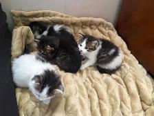 free kittens - Photo 5