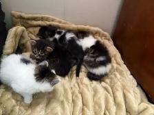 free kittens - Photo 6
