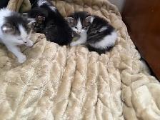 free kittens - Photo 7