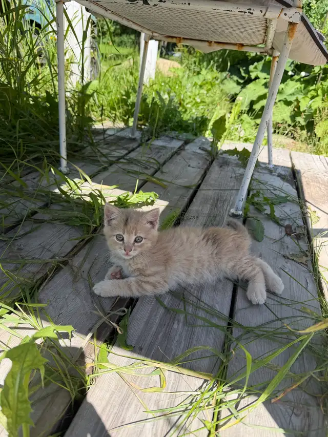 kittens!