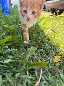 kittens! - Photo 2