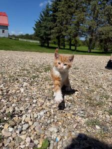 kittens! - Photo 3