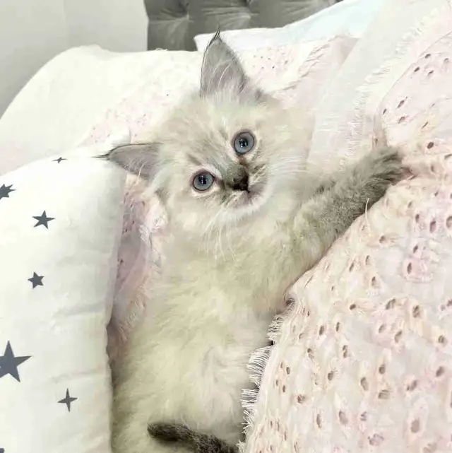 ⭐️❤️Ragdoll Kitten ❤️⭐️(647) 362-8118