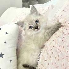 ⭐️❤️Ragdoll Kitten ❤️⭐️(647) 362-8118