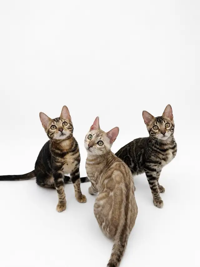 Reduced Price TICA Registered Bengal Kittens