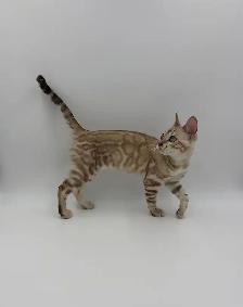 Reduced Price TICA Registered Bengal Kittens - Photo 2